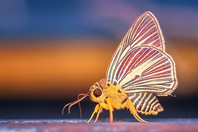 mariposa