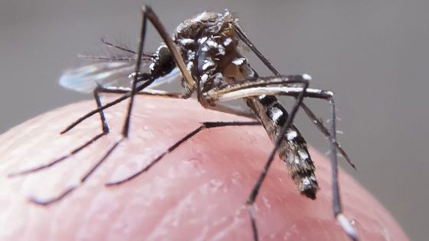 foto virus dengue