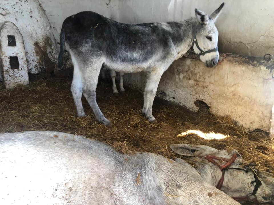 Burro 1