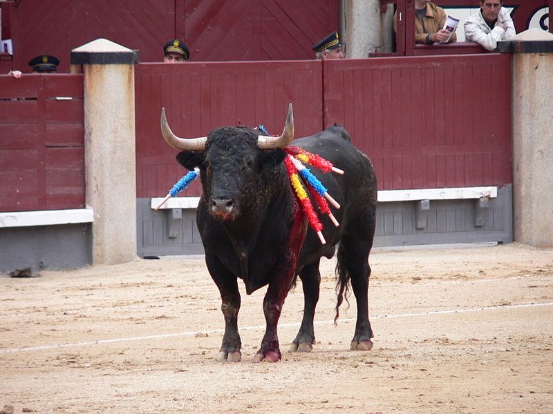 toros