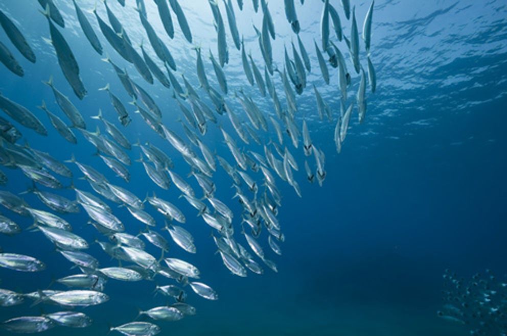 pesca ilegal