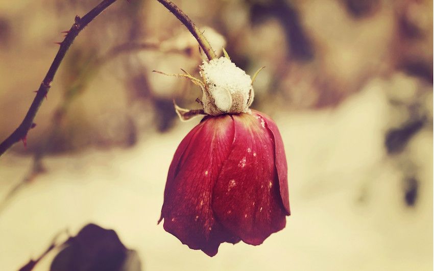 Flor-marchita.jpg