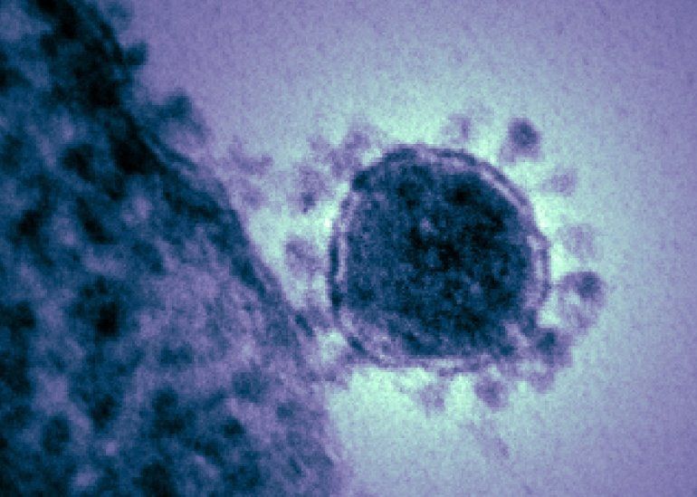 coronavirus microscopio