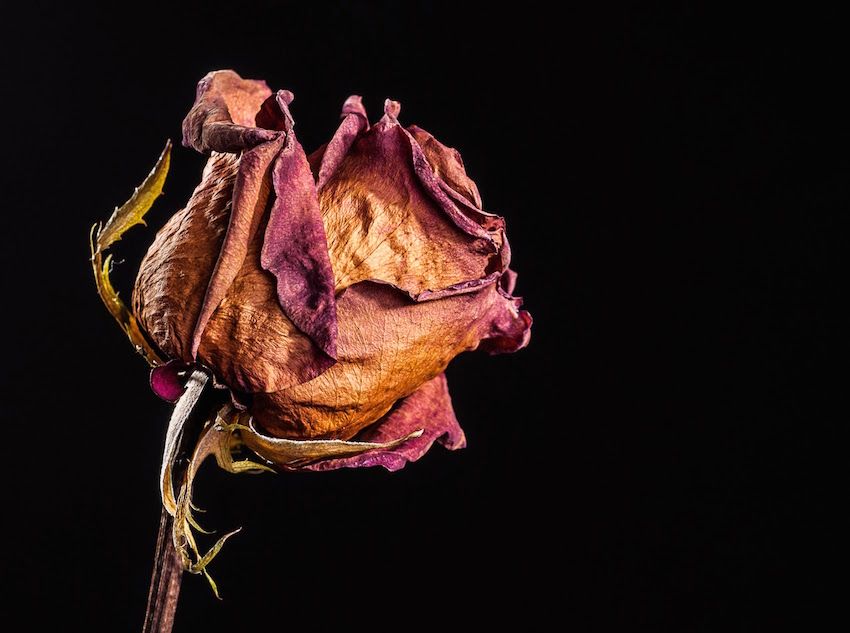 rosa-marchita