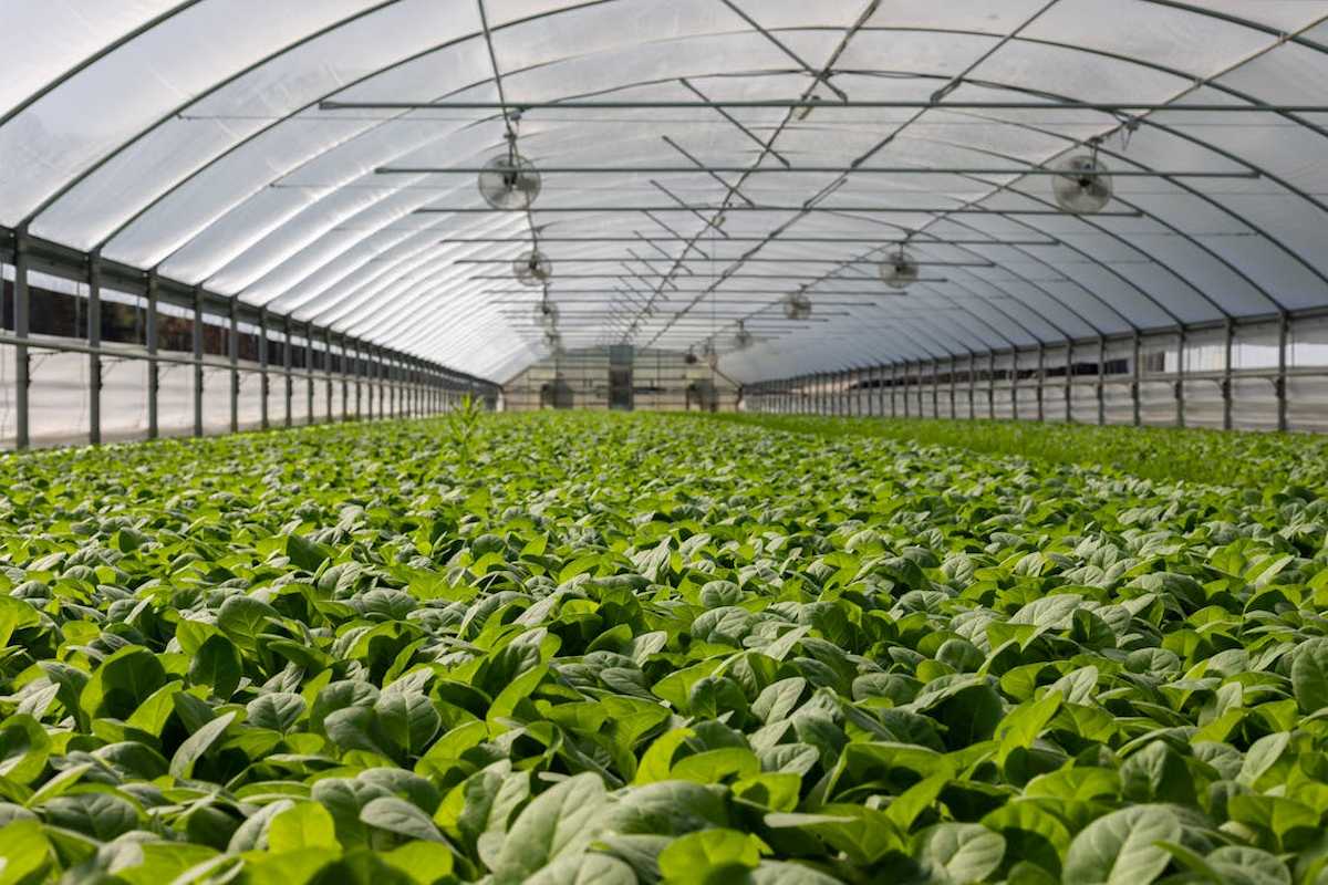 El comisario europeo de agricultura pide medidas "drásticas" contra los residuos de pesticidas en alimentos de importación 