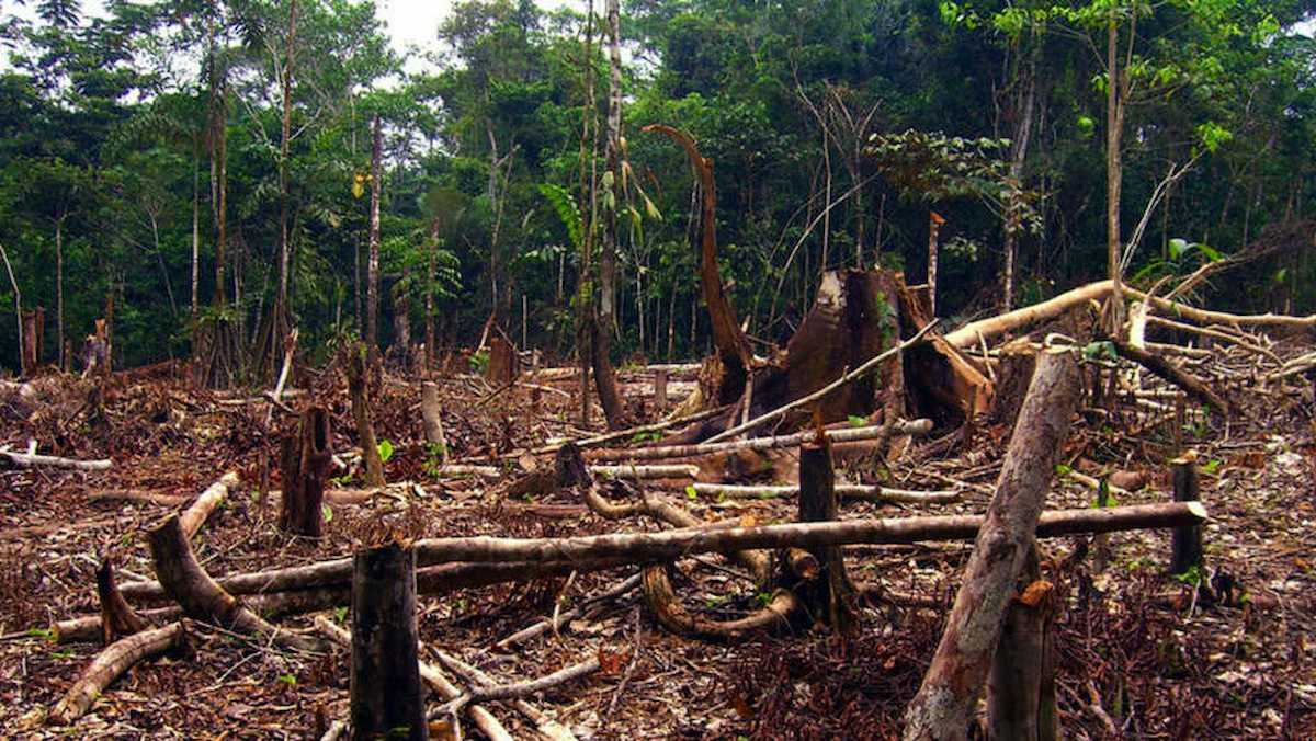 Ecofeminismo: la revolución que cuida la vida