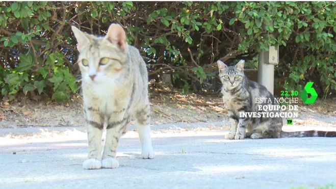 El reino de los gatos, Equipo de Investigación, La Sexta El reino de los gatos, Equipo de Investigación, La Sexta