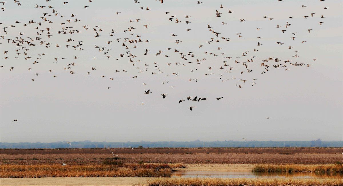 Parque Nacional de Doñana. | Foto: Ecologistas en Acción