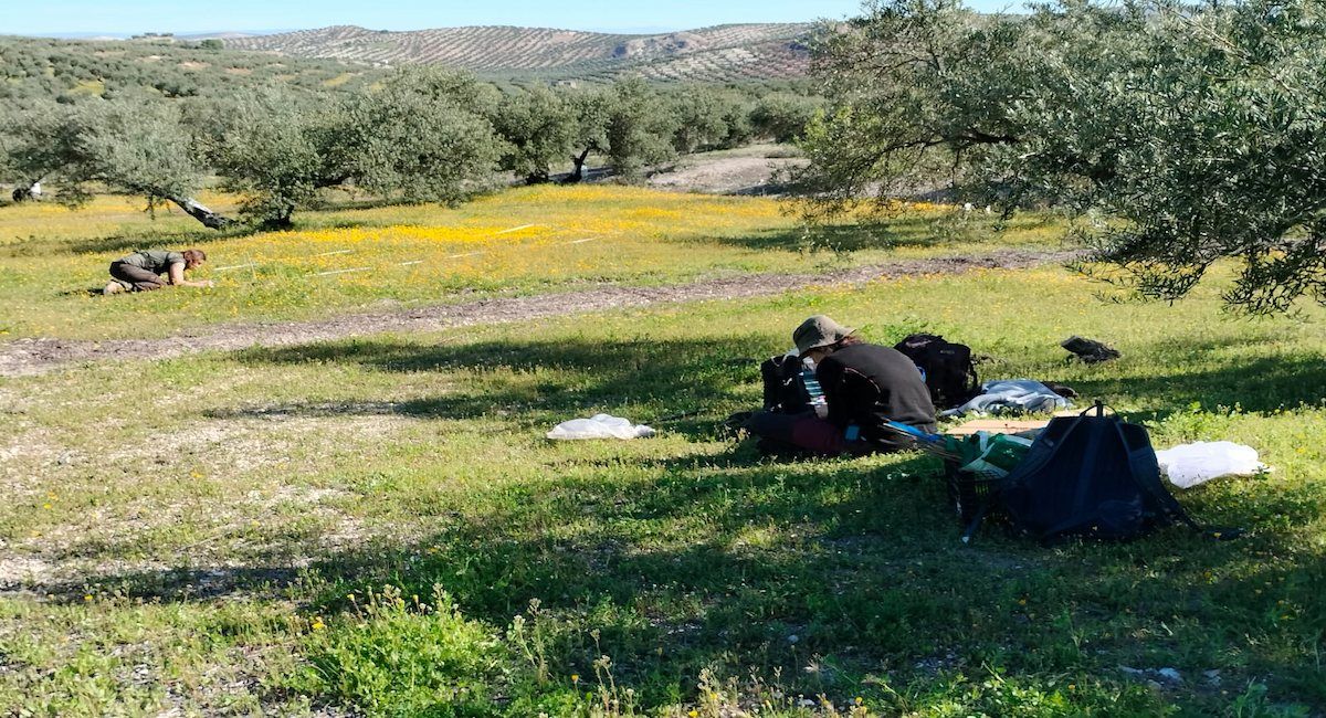 Labores de prospección y toma de datos de biodiversidad en un olivar participante en el proyecto Life Olivares Vivos. | Foto: SEO/BirdLife.