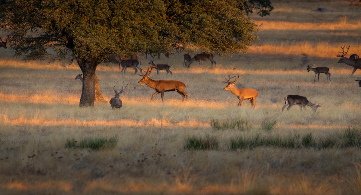 El PRUG de Monfragüe sigue incorporando como método de control de poblaciones de ungulados silvestres la utilización de rehalas de perros de caza sueltos en batidas. | Foto: Shutterstock Wirestock Creatorsshutterstock