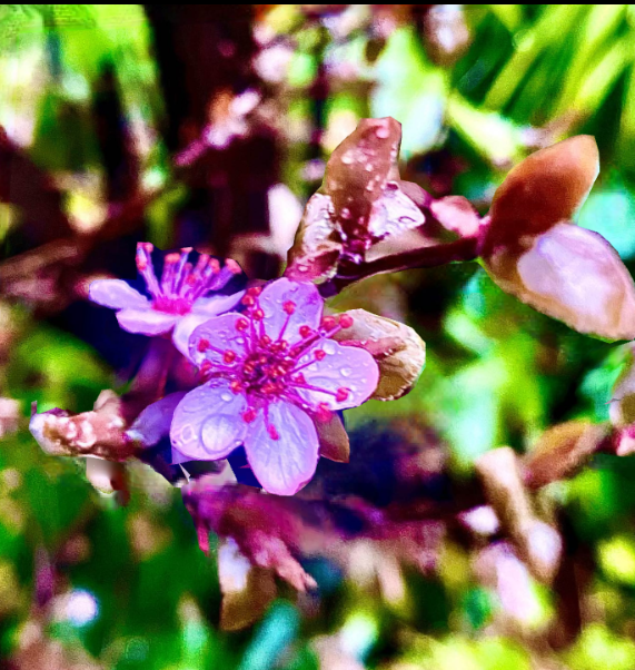 Prunus cerasifera Pissardi