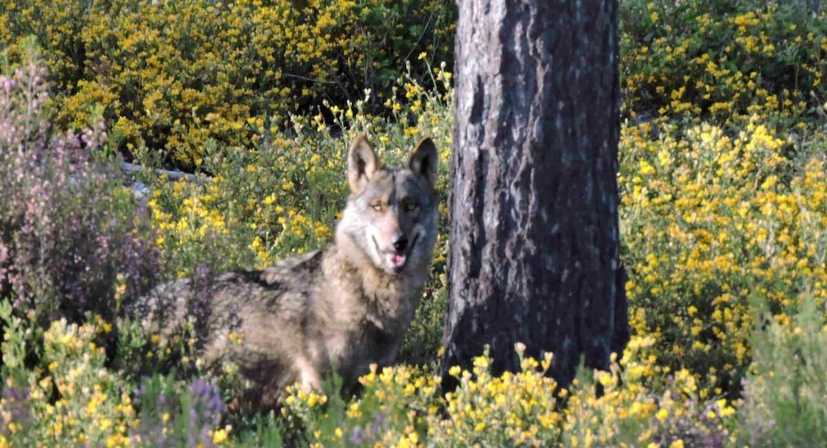 En Euskadi y Cataluña el lobo se encuentra en una situación "extremadamente precaria". | Foto: Ecologistas en Acción