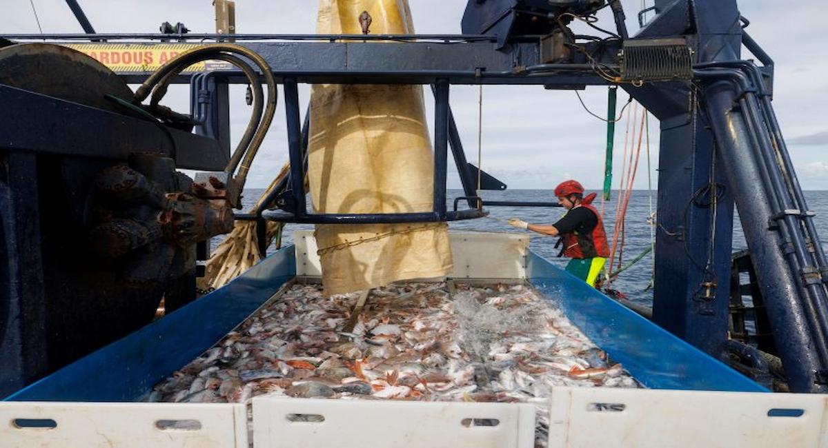 La empresa FloMo de Nueva Zelanda ha desarrollado una tecnología de artes de pesca diseñada para mejorar el bienestar animal, proteger los ecosistemas y mejorar la calidad de la captura. | Foto: FloMo
