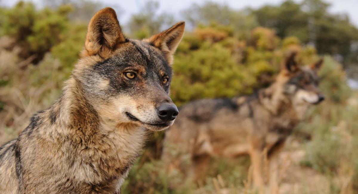 Tras la victoria de los votos de PP, VOX, PNV y Junts, la organización WWF España advierte de que vigilará de cerca cualquier autorización para matar lobos y tomará acciones legales ante cada caso que incumpla la normativa vigente. | Foto: WWF