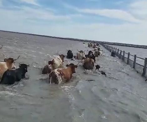 Evacuación de ganado en Doñana