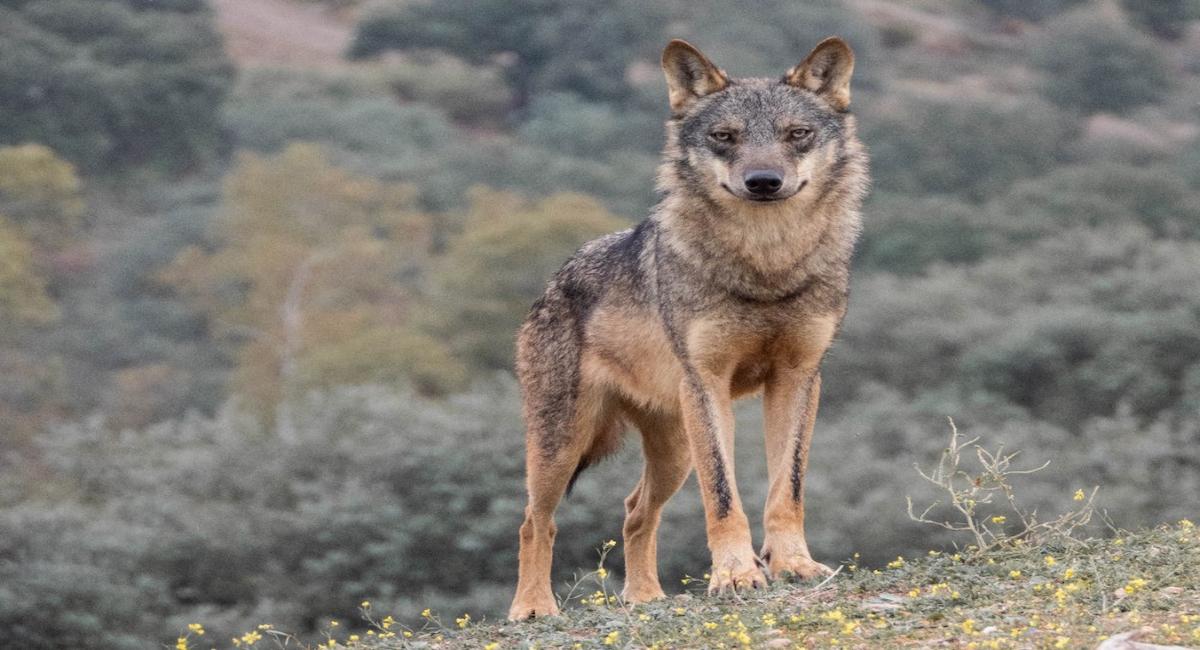 La organización ha solicitado al Ministerio para la Transición Ecológica y el Reto Demográfico (MITECO) que recurra los planes autonómicos de gestión del lobo que no se ajusten a la legislación europea. | Foto: WWF