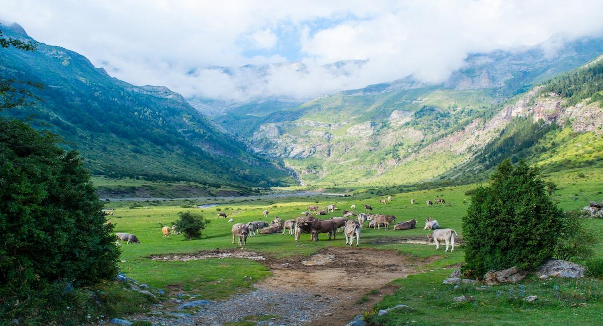Según los expertos en ordenación de pastos, la conservación del paisaje, la biodiversidad y la prevención de incendios dependen de las medidas urgentes que exigen. | Foto: Pexels/Juan Pablo Guzmán Fernández