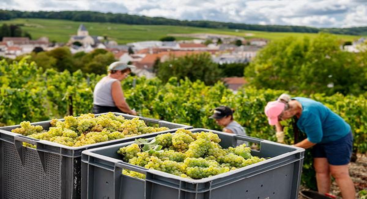 Las agrupaciones de productores que gestionan vinos protegidos bajo indicaciones geográficas recibirán ayuda para desarrollar el turismo enológico, contribuyendo así a impulsar el desarrollo económico en las zonas rurales. Es una de las medidas anunciadas.| Foto: Comisión Europea