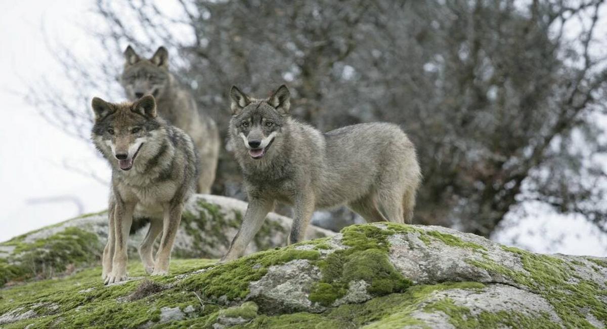 Los ecologistas han propuesto medidas al Gobierno de Pedro Sánchez "para frenar las matanzas de lobos que están autorizando algunas comunidades autónomas"| Foto: Ecologistas en Acción