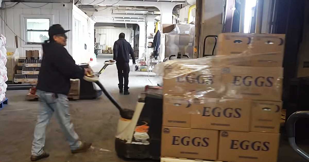 Trabajadores de una granja de pollos norteamericana trasladan una remesa de huevos, un producto escaso tras la llegada al poder de Trump