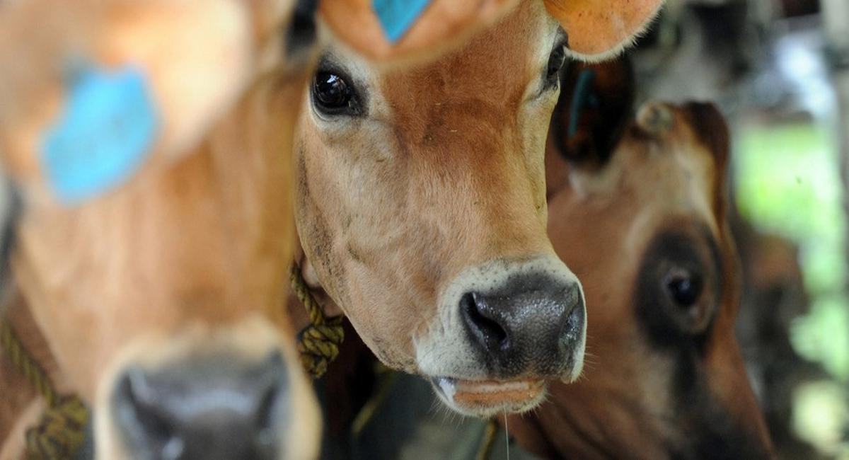 La vacunación del ganado ha sido la principal estrategia para controlar los focos y prevenir nuevos casos, lo que ha permitido a varios países lograr la erradicación de la fiebre aftosa. | Foto: FAO