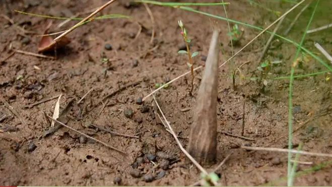 Los investigadores las identificaron como unas especies de abrojos (estrepes) que se clavan en el suelo con la punta hacia afuera... CGIIRC Funai
