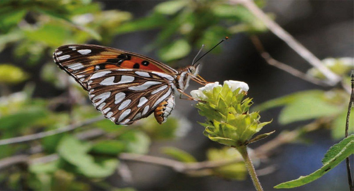 Cerca de un 90% de las plantas que producen flores son polinizadas por animales y dependen de ellos para producir semillas y mantener su ciclo biológico. | Foto: Anna Traveset