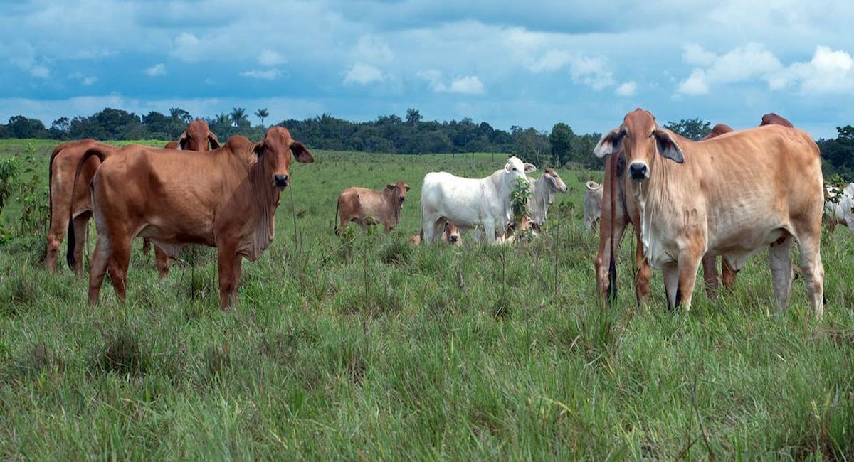 La FAO ha puesto en marcha recientemente la iniciativa RENOFARM, la cual proporciona orientación en materia de políticas, asistencia técnica y capacitación para ayudar a los países a reducir el uso de antibióticos, | Foto: FAO/Felipe Rodríguez