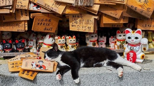 La magia de Japón y el misterio de los gatos