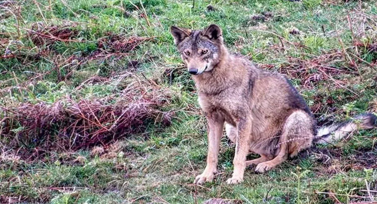 La loba en avanzado estado de gestión que habría sido abatida en la comarca del Besaya. | Foto: PACMA