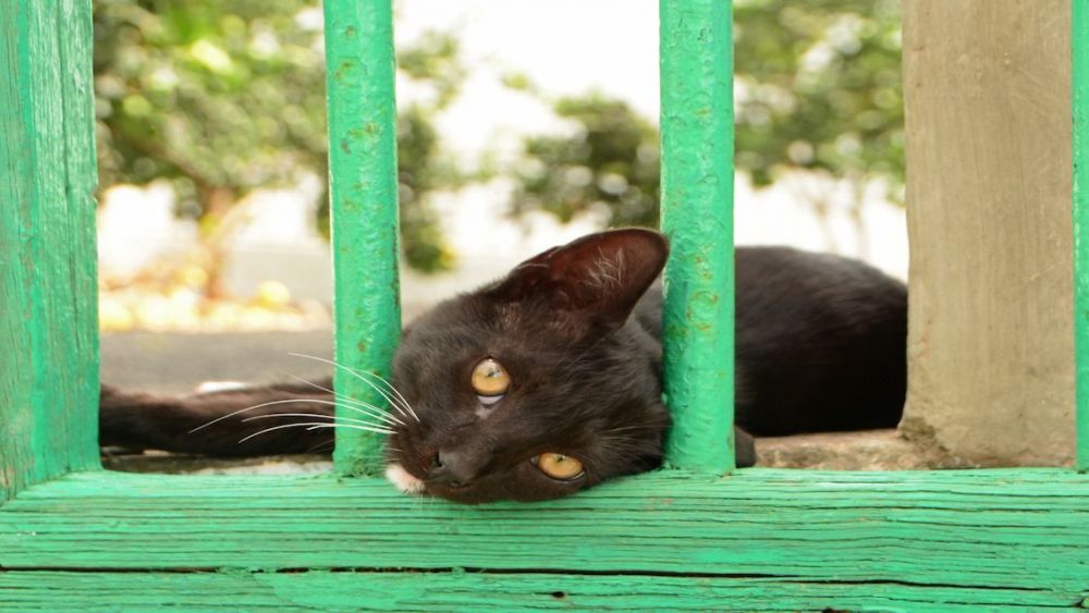 La presencia de gatos asilvestrados en la isla de La Graciosa supone una grave amenaza para aves marinas y otras especies protegidas, como el petrel de Bulwer (Bulweria bulwerii), catalogado En Peligro Crítico. La presencia de gatos asilvestrados en la isla de La Graciosa supone una grave amenaza para aves marinas y otras especies protegidas, como el petrel de Bulwer (Bulweria bulwerii), catalogado En Peligro Crítico.