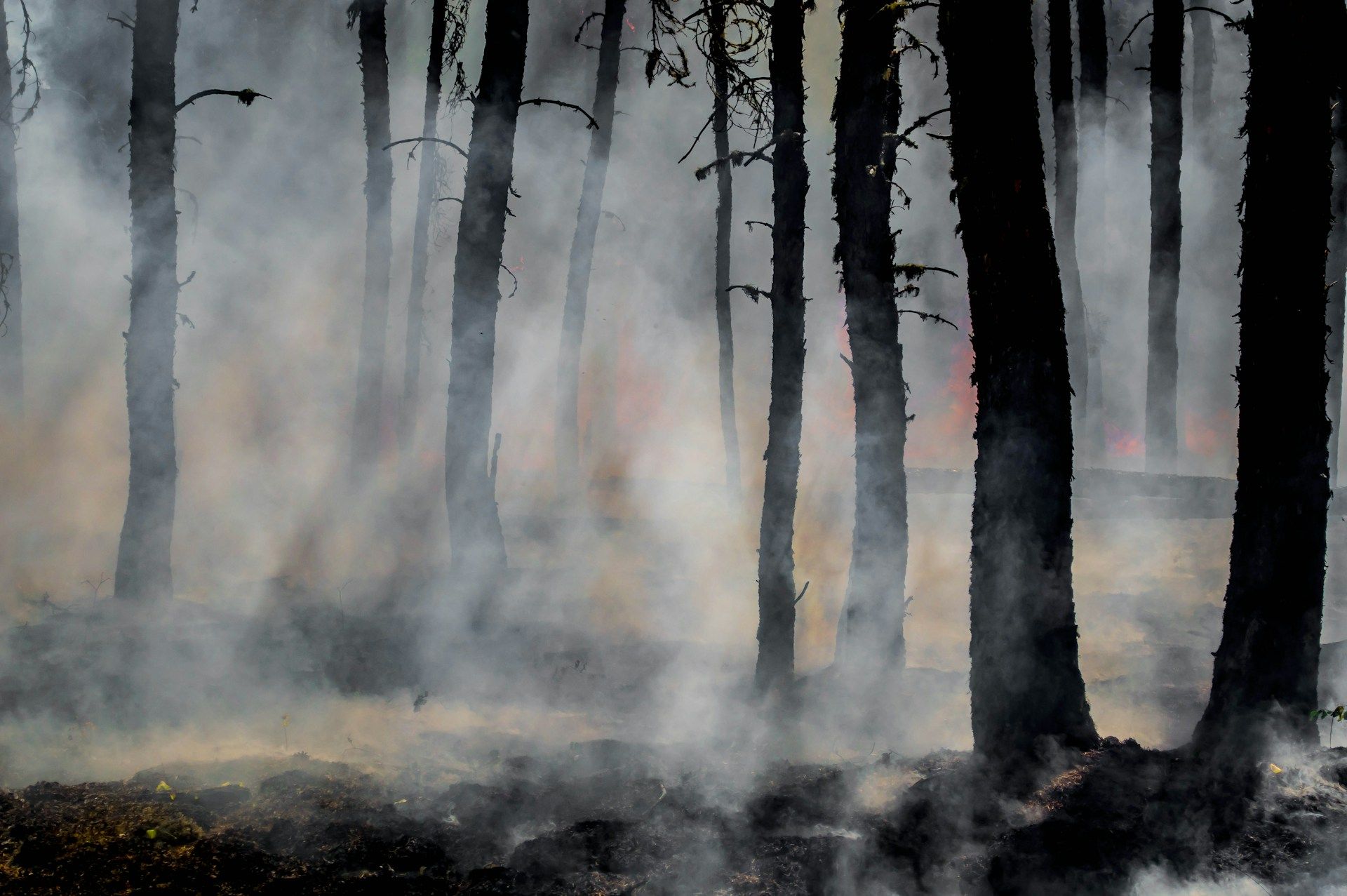 Galicia arde mientras el modelo forestal del PP se convierte en cenizas
