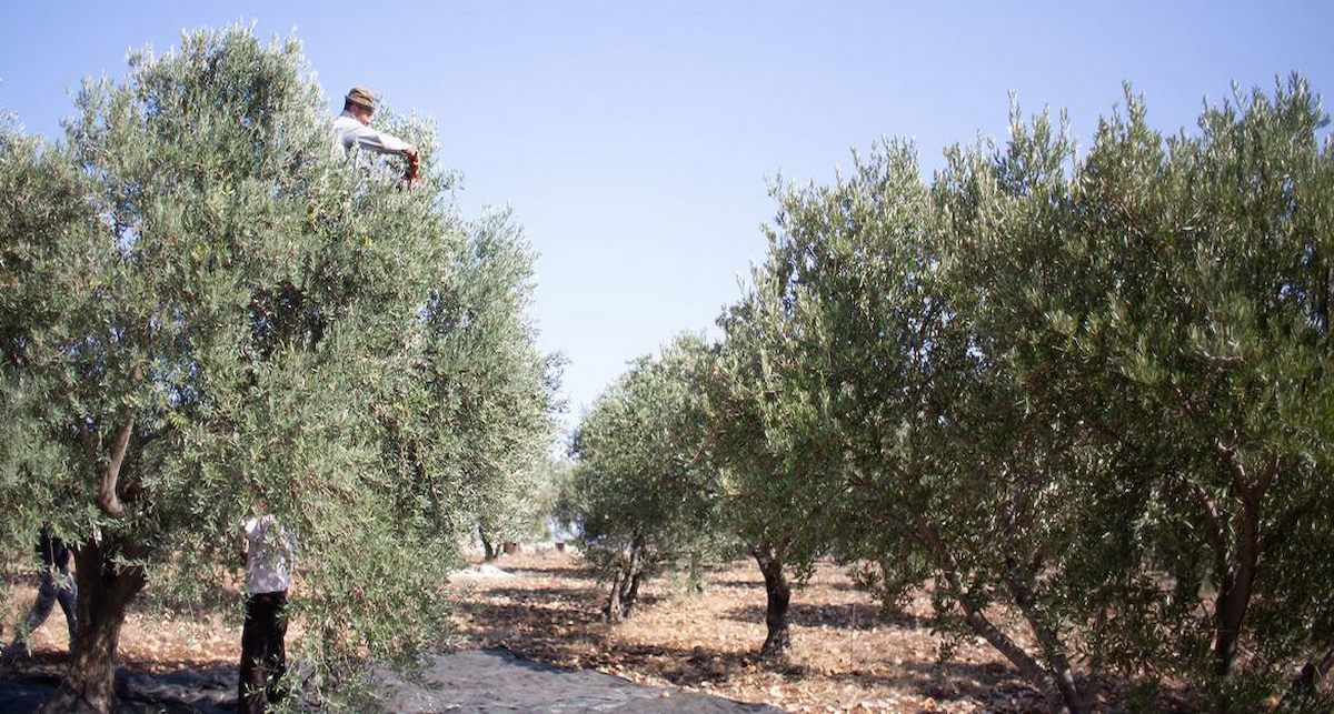 Olivareros durante la cosecha de la aceituna en Cisjordania. | Foto: UNRWA
