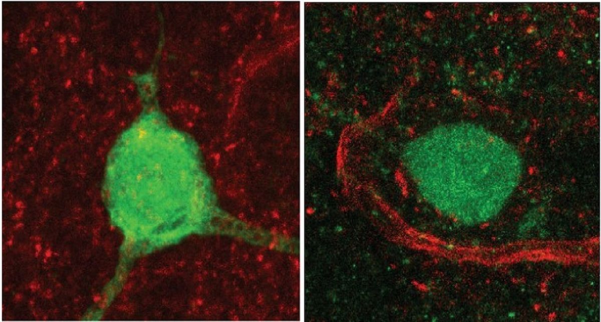 Imagen del cerebro de ratón con neuronas productoras de vasopresina (verde) y conexiones excitadoras que contactan con estas células (rojo). | Foto: IN/CSIC-UMH