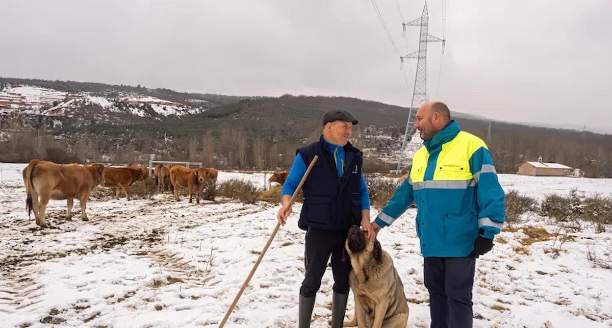 La acción del ganado en la red de transporte reduce el volumen de biomasa combustible y modifica el tipo de vegetación en las zonas pastoreadas. | Foto: Redeia