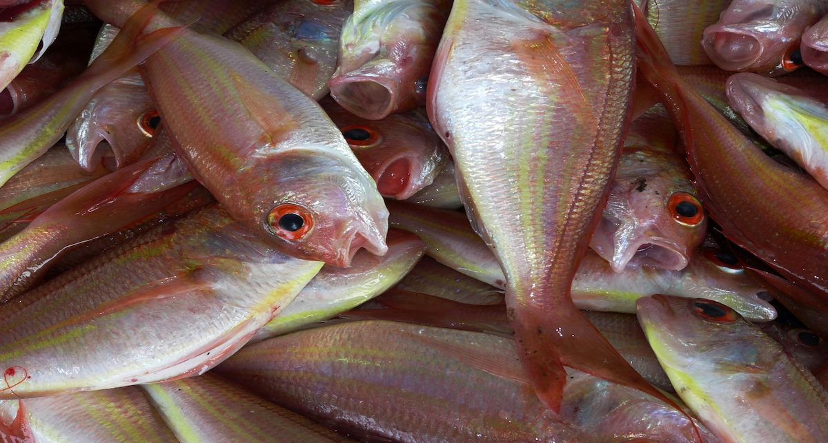 Algunas muestras de peces de Suecia, Alemania y España superaron el estándar propuesto en más de 10.000 veces. | Foto: Pexels