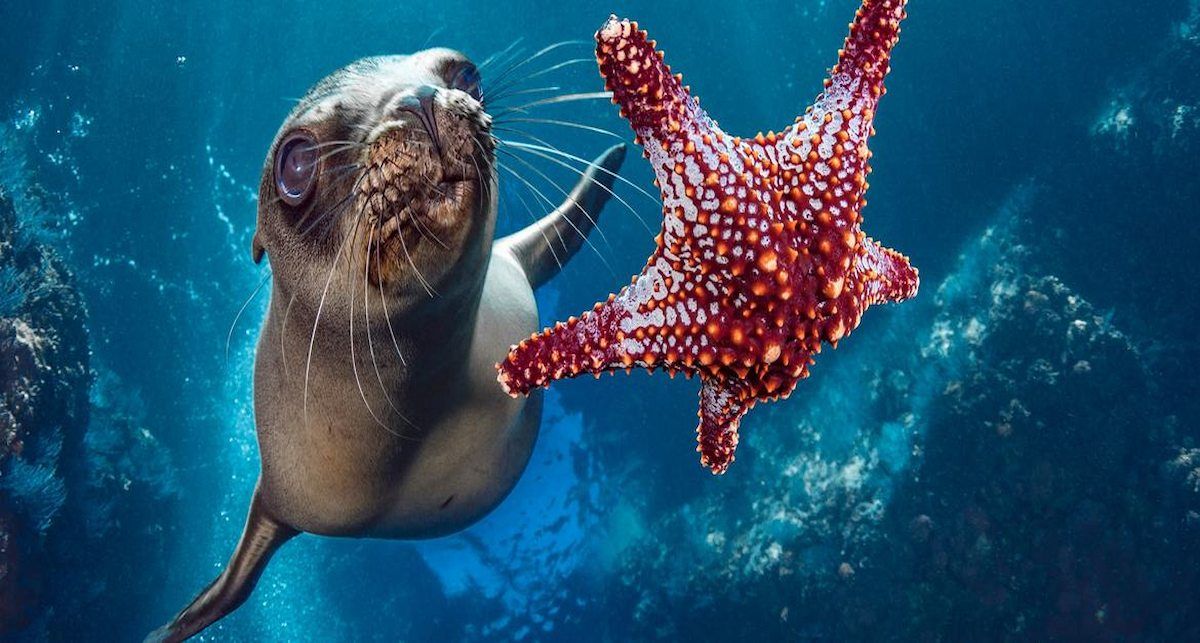 Un león marino nada junto a una estrella de mar frente a la costa de México.| Foto:  Ocean Image Bank/Hannes Klost