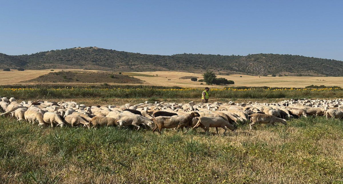 Solicitan que los agricultores con un alto nivel de bienestar reciban apoyo financiero y legislativo para liderar la transición hacia un sistema alimentario justo, resiliente y sostenible. | Foto: Gobierno de Castilla-La Mancha