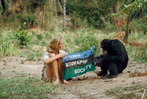 Jane Goodalln Gombe, década del '60  (Foto National Geographic)