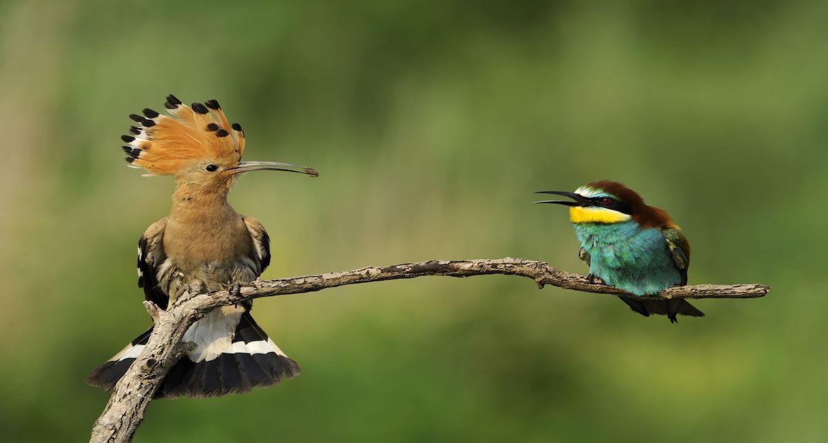 El cambio climático afecta ya al 66 % de las especies amenazadas, según la última actualización del Libro Rojo de España. | Foto: SEO BirdLife