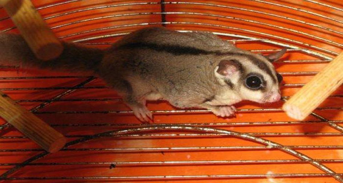 En el último año, en España, las organizaciones ANDA, FAADA y AAP Primadomus han recibido 77 peticiones de rescate tan sólo de mamíferos exóticos, siendo los más frecuentes los petauros, mofetas, suricatas y felinos silvestres como caracales y servales. | Foto: FAADA