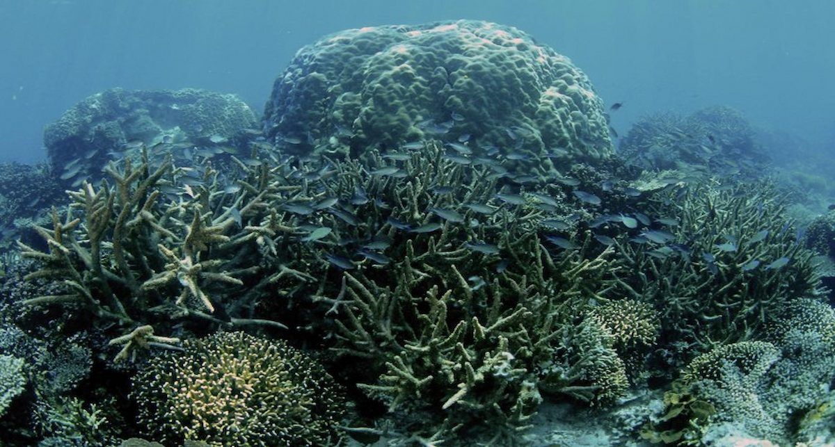 Arrecife de coral en Tun Mustapha Park, Malaysia. | Foto: WWF-Malaysia. Eric Madeja