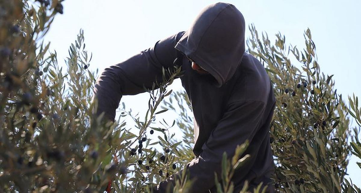 El impacto de esta violencia se traduce en pérdidas millonarias para la economía palestina: en 2023, cerca de 96.000 dunums de olivos (9,6 hectáreas) quedaron sin cosechar debido a las agresiones. | Foto: Agricultural Development Association – PARC El impacto de esta violencia se traduce en pérdidas millonarias para la economía palestina: en 2023, cerca de 96.000 dunums de olivos (9,6 hectáreas) quedaron sin cosechar debido a las agresiones. | Foto: Agricultural Development Association – PARC
