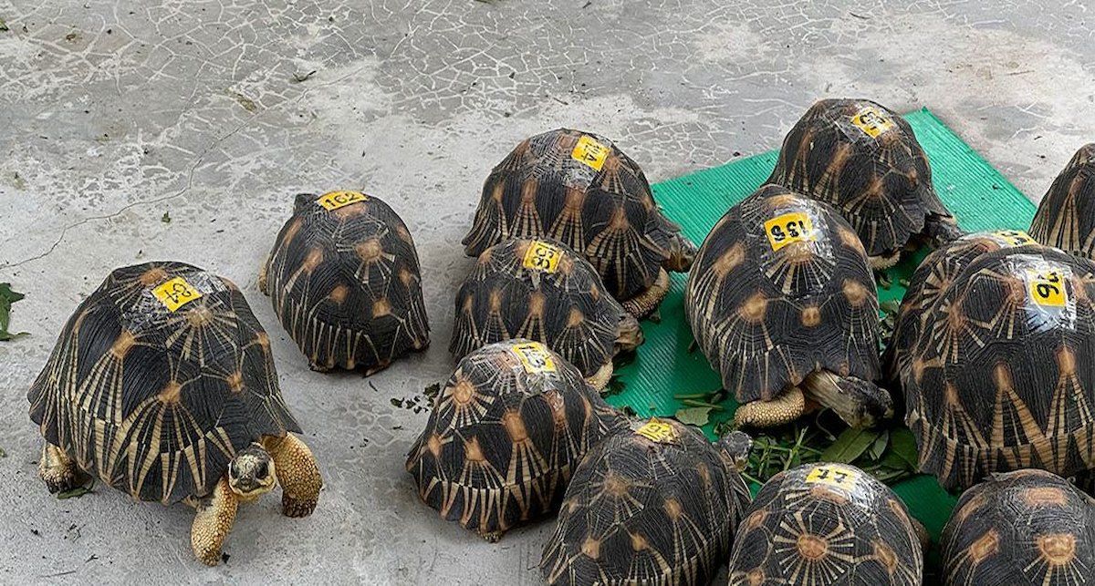 El comercio de medio centenar de especies de fauna o flora pueden quedar restringido para evitar su extinción durante la próxima reunión de la convención que protege la vida silvestre en peligro. | Foto: UNODC