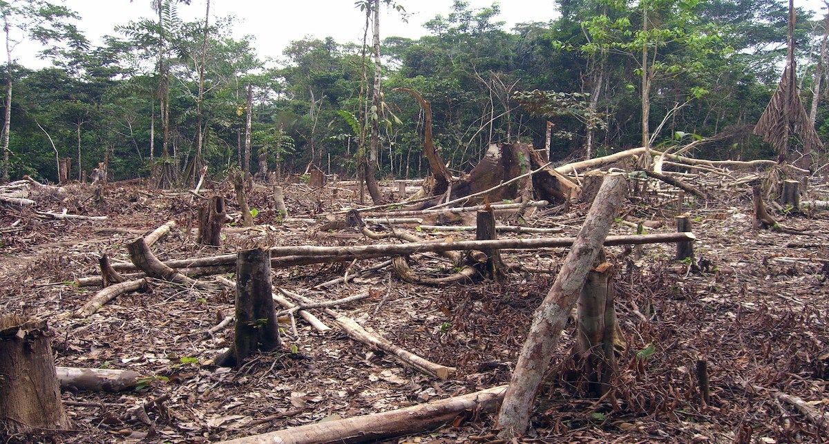 En su declaración, la Alianza Cero Deforestación exige exigen que los consumidores europeos tienen derecho a saber si su café, chocolate, aceite de palma, soja que se utiliza en la alimentación animal, carne o cuero contribuyen a la destrucción de bosques.