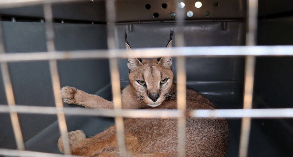 El Listado Positivo permitirá a las autoridades identificar de forma rápida qué especies pueden mantenerse en un hogar y cuáles no.