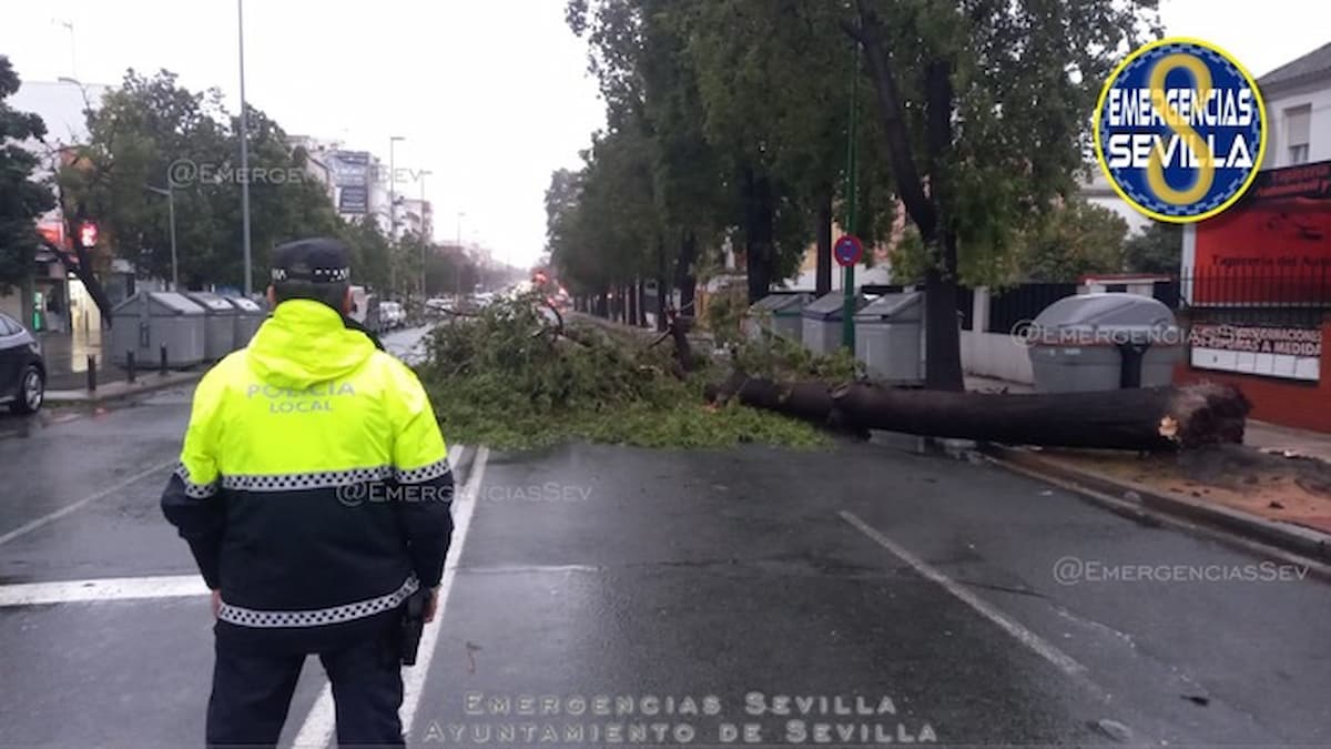 Caída árbol Sevilla Moreno Bonilla