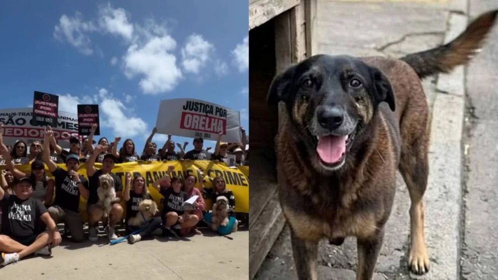Orelha, la mascota de la comunidad de Praia Brava, fue torturada y tuvo que ser sacrificada debido a la gravedad de sus heridas. Foto Reproducción Instagram Erich Douglas
