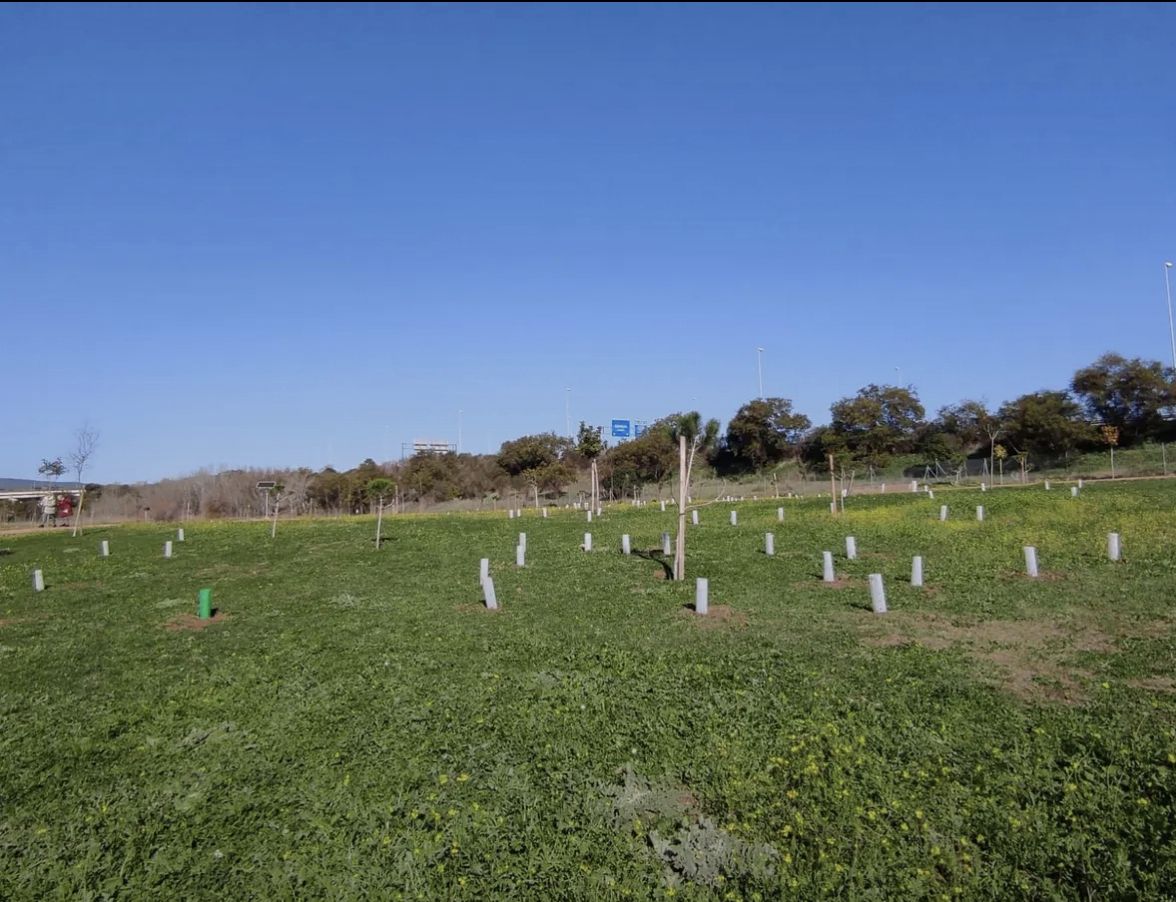 Necesitamos una ley de arbolado urbano para cuidar nuestra salud
