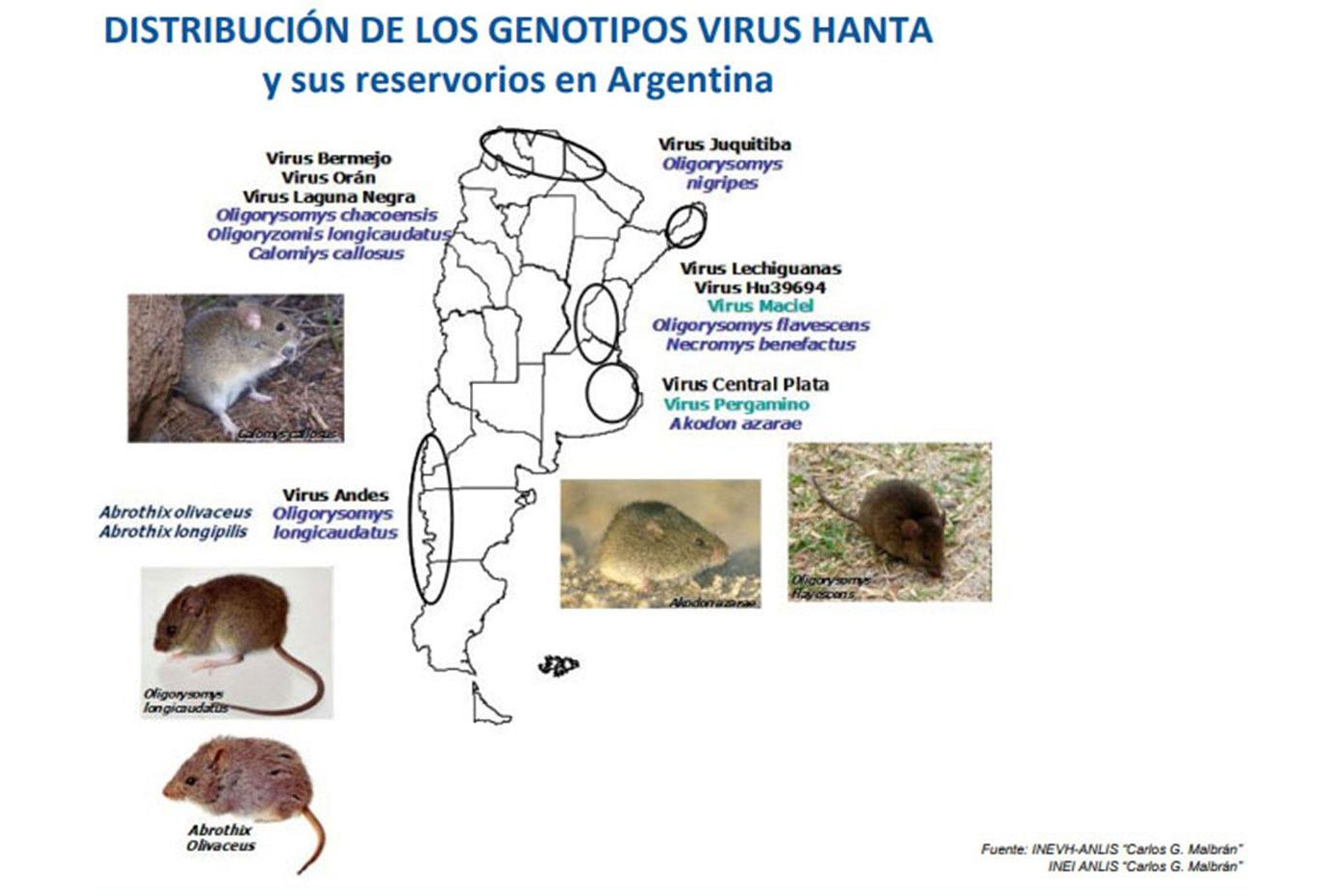 Clavijo convirtió un ratón andino en una “rata marina”: el bulo del hantavirus que desmonta la ciencia